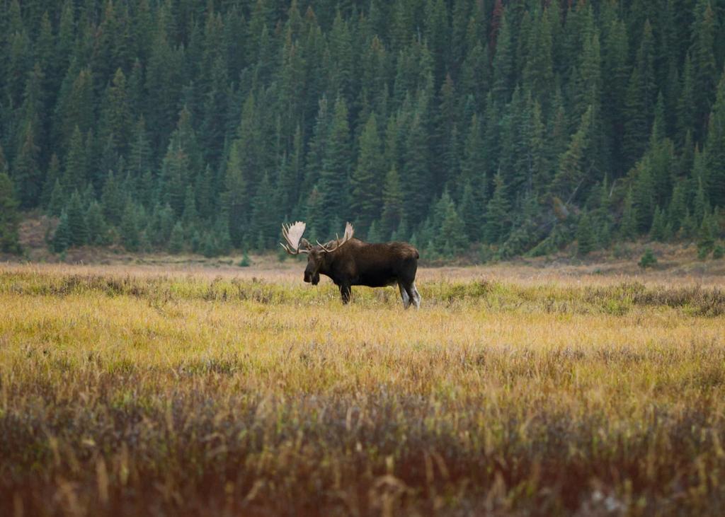 A Bear And Bison Country Inn Canmore Eksteriør billede