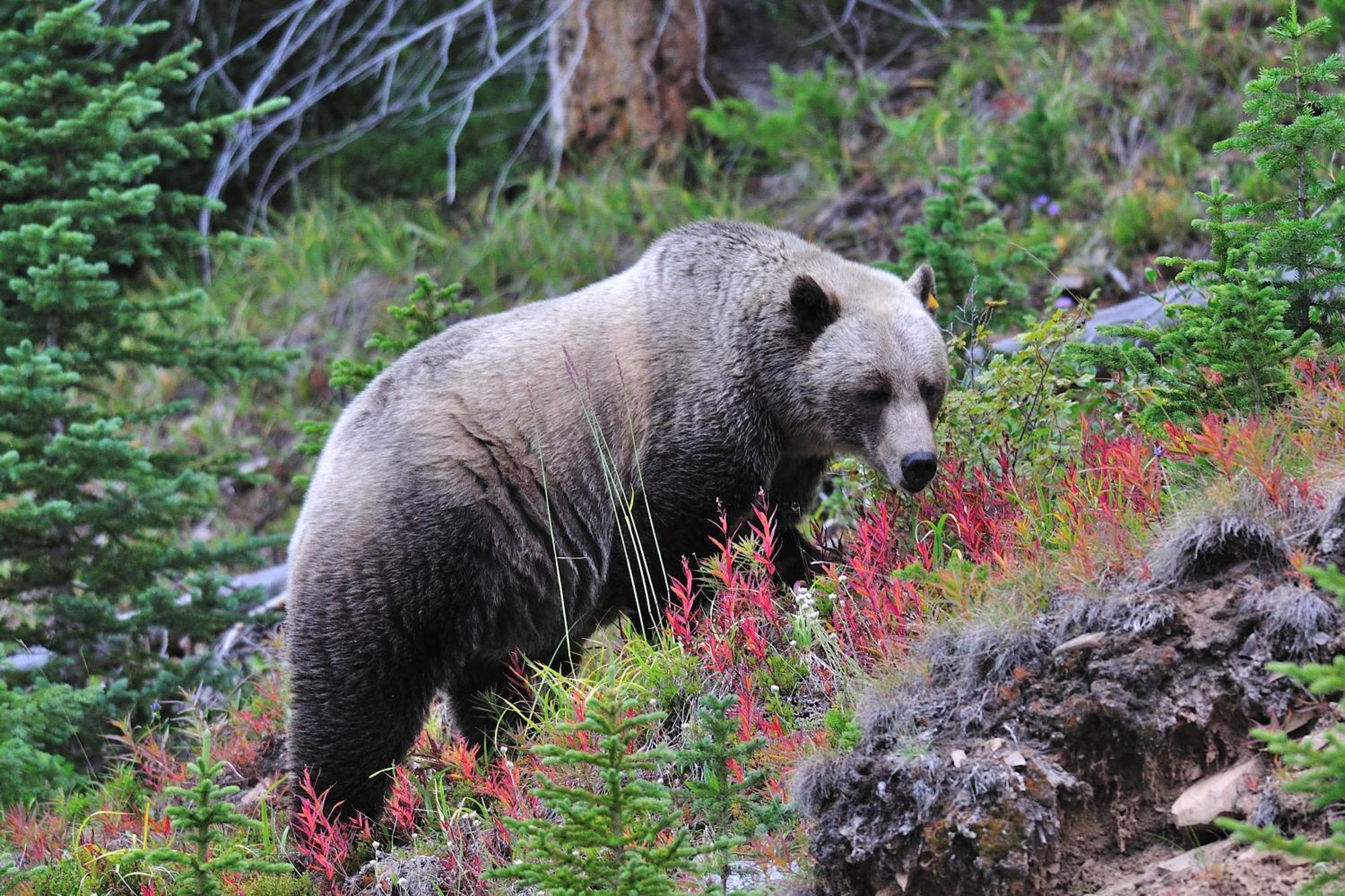 A Bear And Bison Country Inn Canmore Eksteriør billede