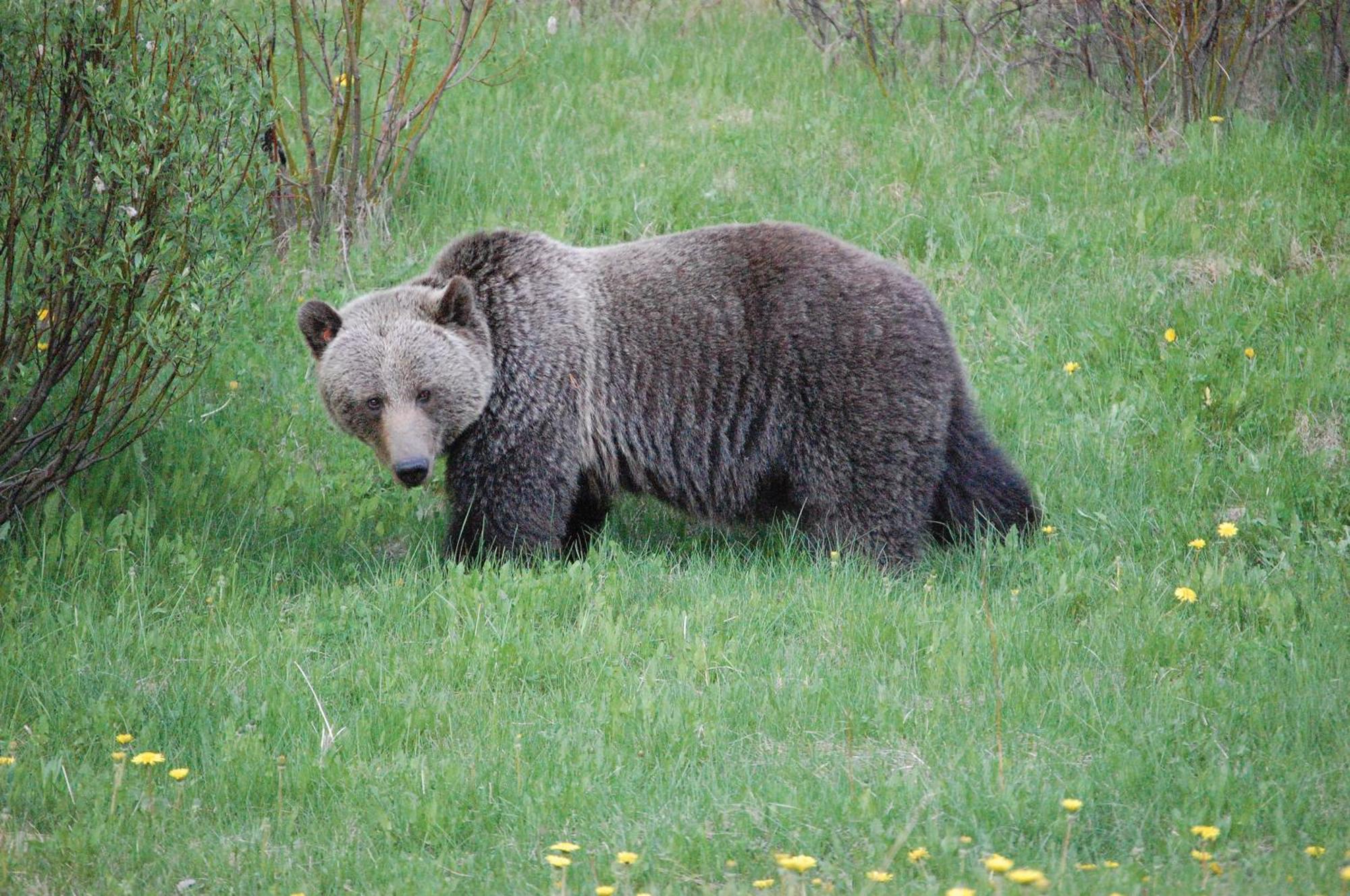 A Bear And Bison Country Inn Canmore Eksteriør billede